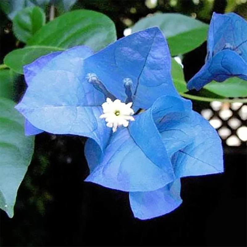 Blue Bougainvillea Spectabilis Seeds for Planting Vibrant Showy Bracts