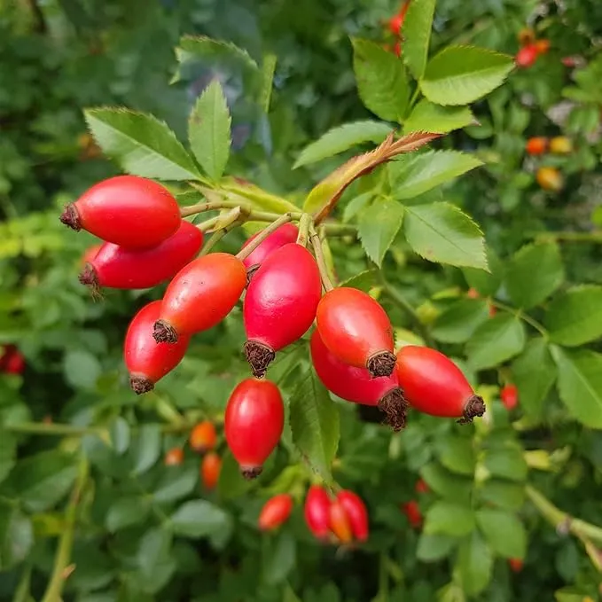 Rose Hip Seeds – Rugosa Rose Shrub Seeds for Herbal Teas, Jams & Outdoor Planting