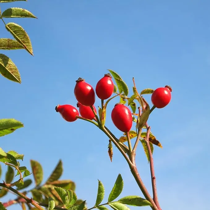 Rose Hip Seeds – Rugosa Rose Shrub Seeds for Herbal Teas, Jams & Outdoor Planting