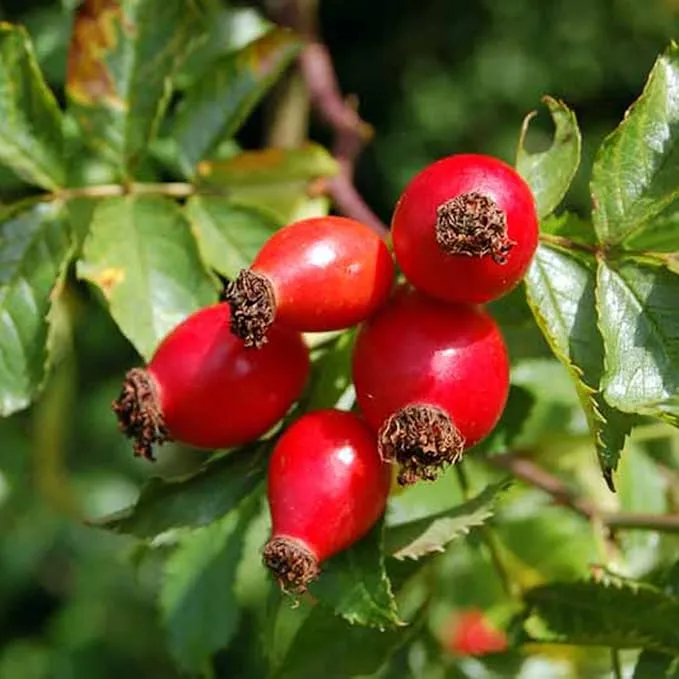 Rose Hip Seeds – Rugosa Rose Shrub Seeds for Herbal Teas, Jams & Outdoor Planting