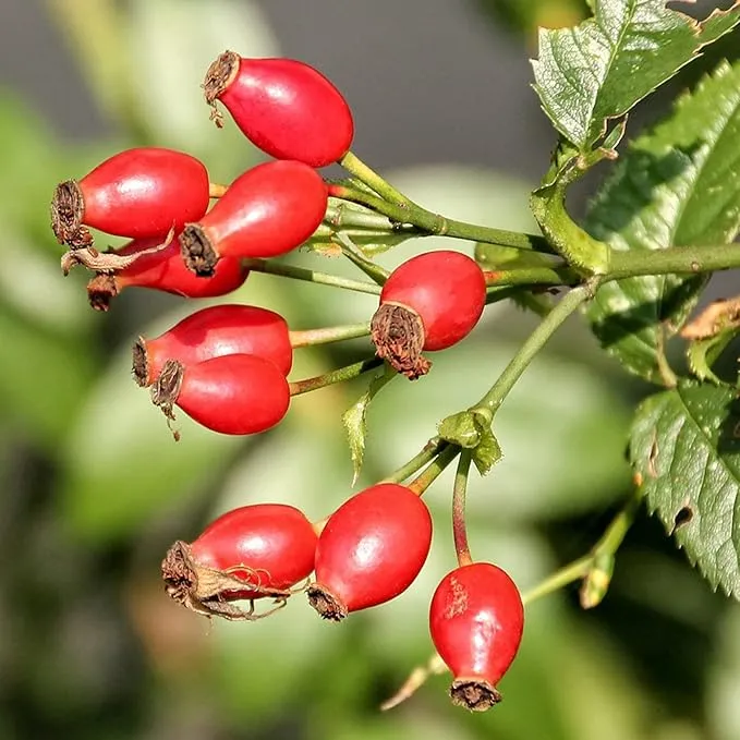 Rose Hip Seeds – Rugosa Rose Shrub Seeds for Herbal Teas, Jams & Outdoor Planting