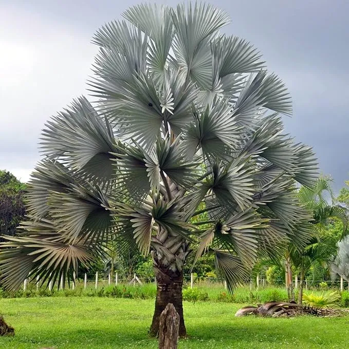 Bismarck Palm Seeds, Bismarckia Nobilis, Low Maintenance And Drought Tolerant, Tree Seeds