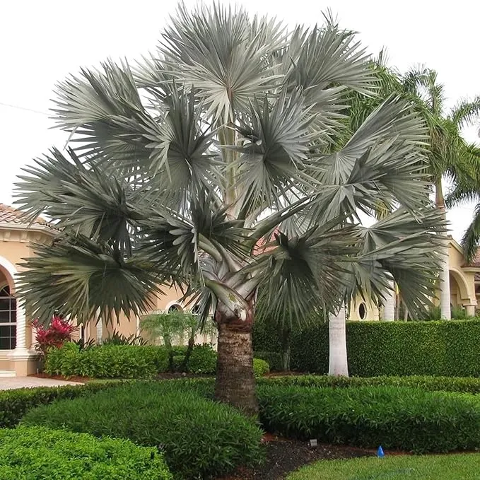Bismarck Palm Seeds, Bismarckia Nobilis, Low Maintenance And Drought Tolerant, Tree Seeds