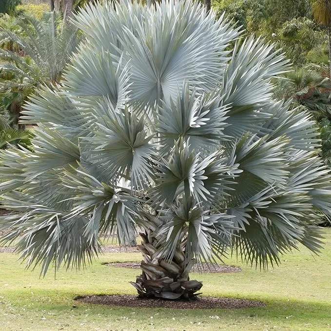 Bismarck Palm Seeds, Bismarckia Nobilis, Low Maintenance And Drought Tolerant, Tree Seeds