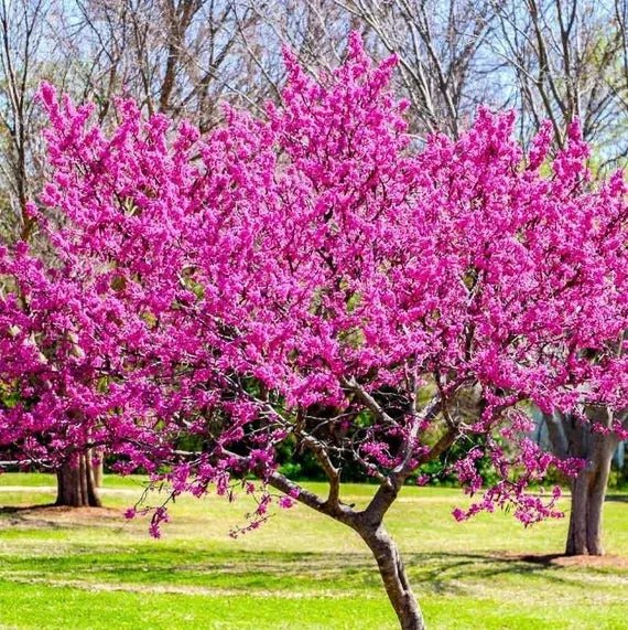 Eastern Redbud Tree Seeds – Cercis canadensis Ornamental Spring Blooms