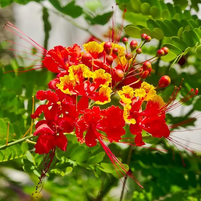 Red Bird of Paradise Seeds – Heat-Tolerant, Fast-Growing Ornamental Plant