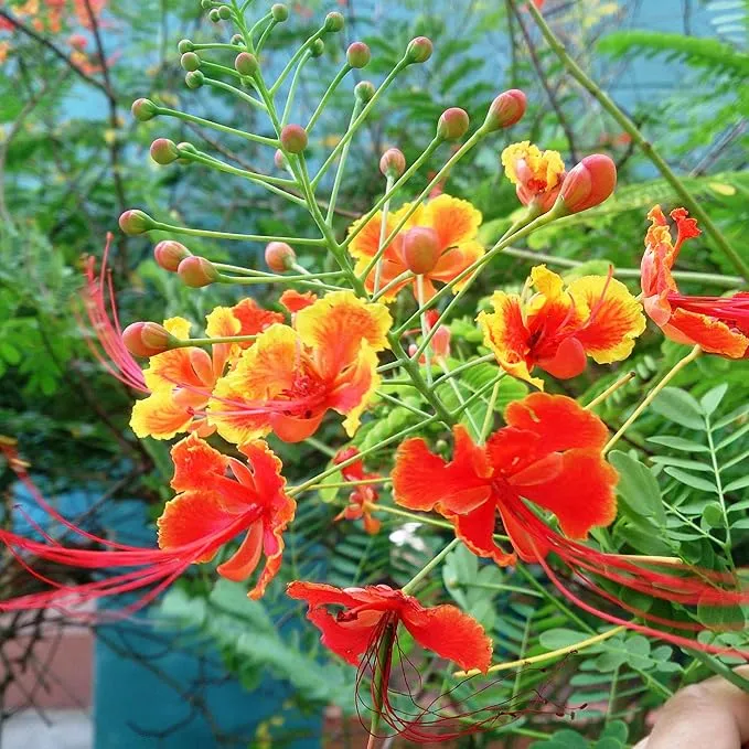 Red Bird of Paradise Seeds – Heat-Tolerant, Fast-Growing Ornamental Plant
