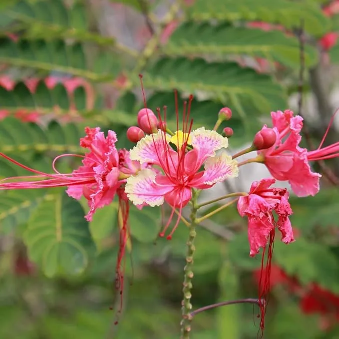 Red Bird of Paradise Seeds – Heat-Tolerant, Fast-Growing Ornamental Plant