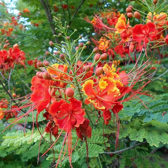 Red Bird of Paradise Seeds – Heat-Tolerant, Fast-Growing Ornamental Plant