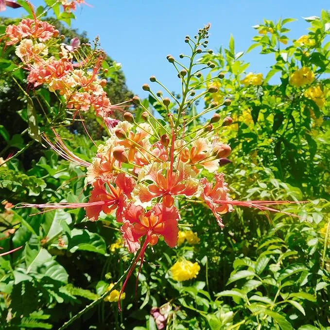 Red Bird of Paradise Seeds – Heat-Tolerant, Fast-Growing Ornamental Plant