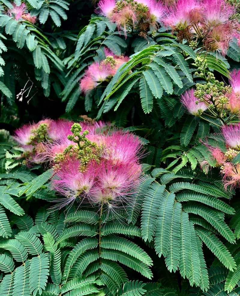 Pink Silk Mimosa Tree Seeds