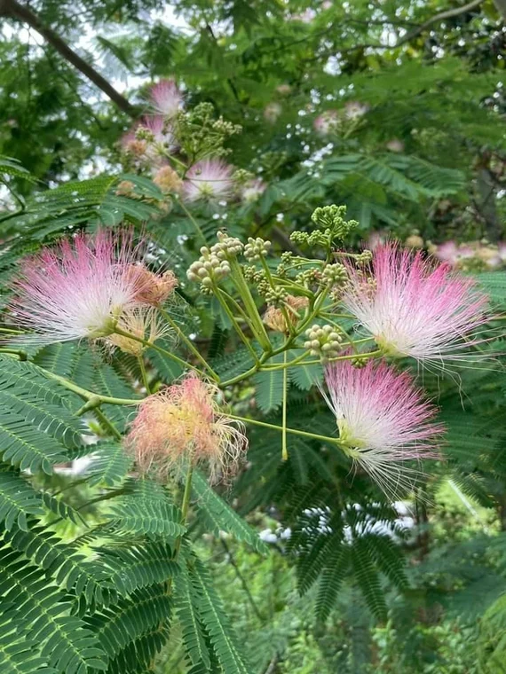 Pink Silk Mimosa Tree Seeds