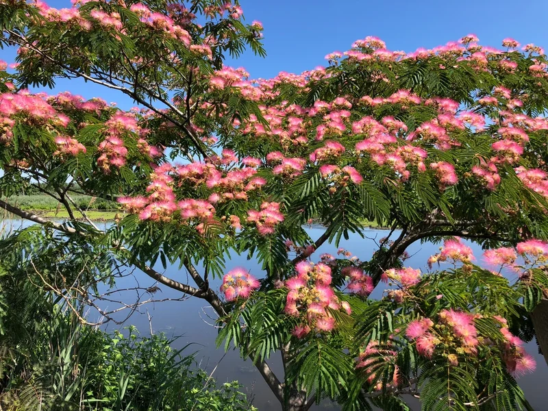 Pink Silk Mimosa Tree Seeds