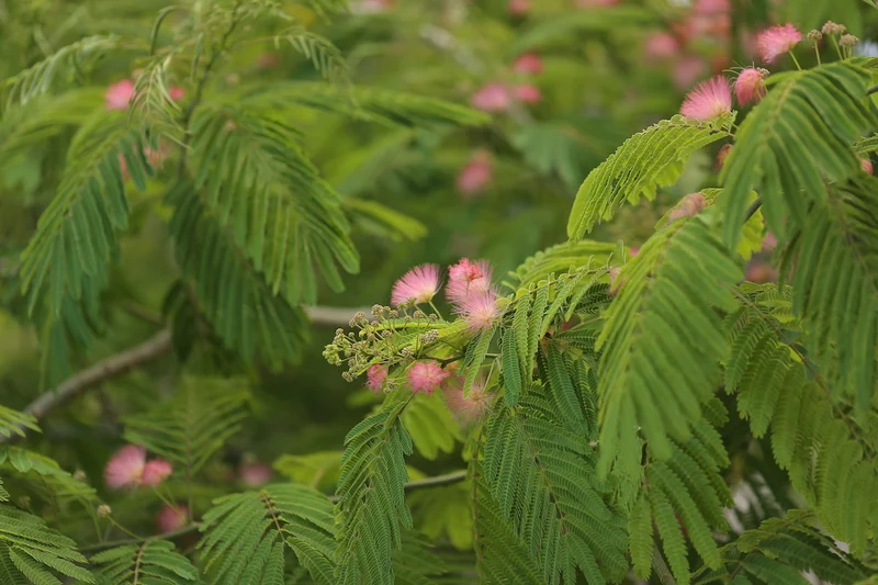 Pink Silk Mimosa Tree Seeds