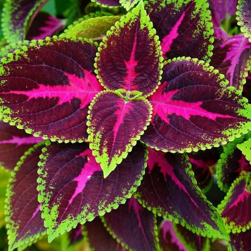Black Dragon Coleus Seeds Beautiful Ecstatic Flower Seeds for Bonsai Garden