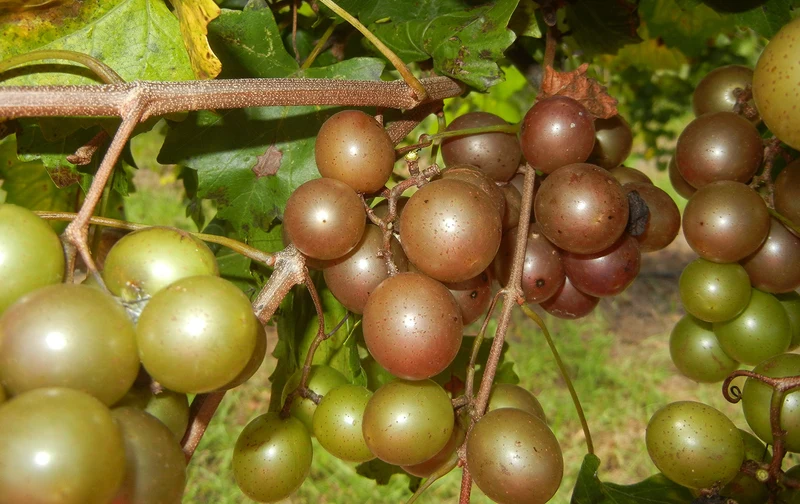 Heirloom Non-GMO Giant Scuppernong Golden Muscadine Seeds (15 Pieces)