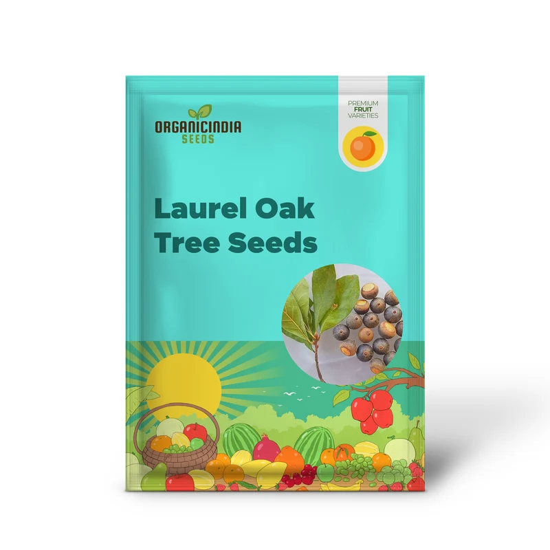 Laurel Oak Tree Seeds (Acorns)20 Pieces