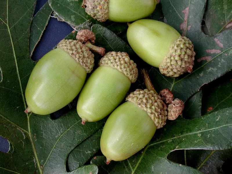 Laurel Oak Tree Seeds (Acorns)20 Pieces