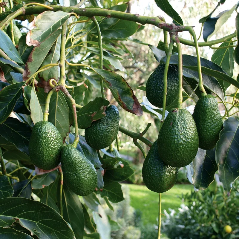 Healthy Hass Avocado seeds for Planting - 2 to 3 Feet Tall - Backyard Fruit Tree - 1 Piece
