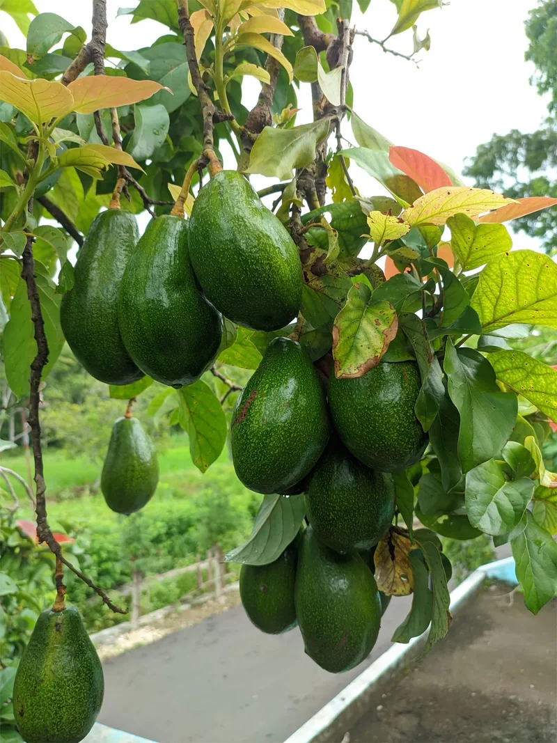 Healthy Hass Avocado seeds for Planting - 2 to 3 Feet Tall - Backyard Fruit Tree - 1 Piece