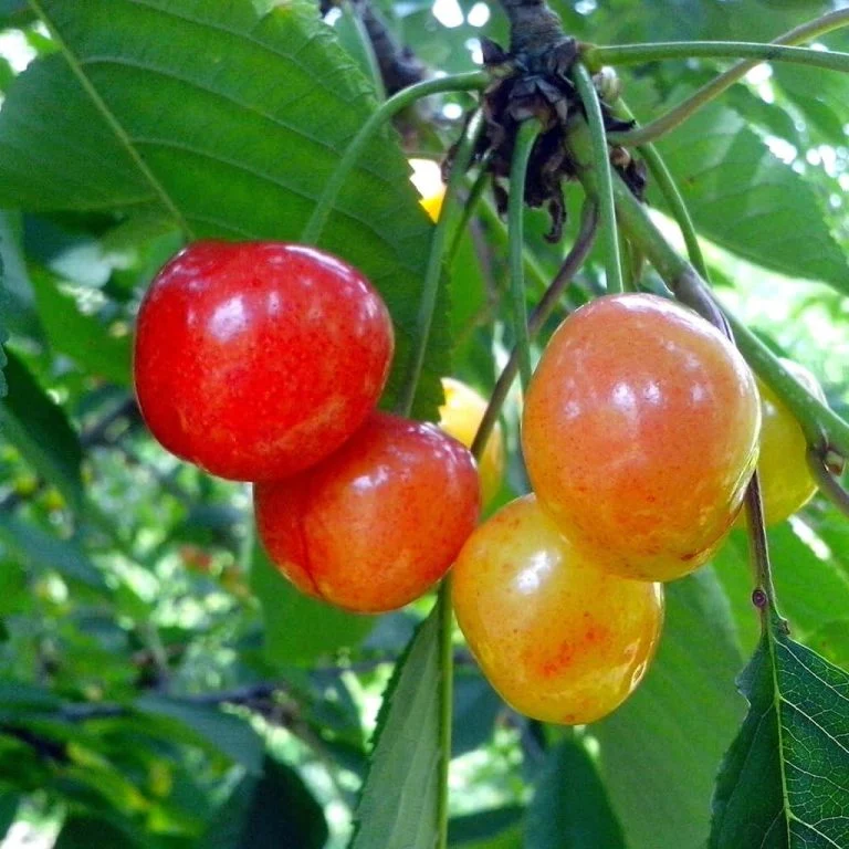 Rainier Sweet Cherry Yellow White Fruit Tree Seeds