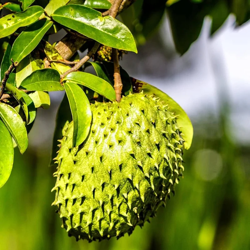Giant Soursop Seeds Annona Muricata Tropical Fruit Tree, Sweet And Tangy Flavor