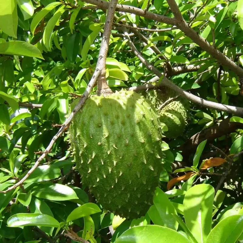 Giant Soursop Seeds Annona Muricata Tropical Fruit Tree, Sweet And Tangy Flavor