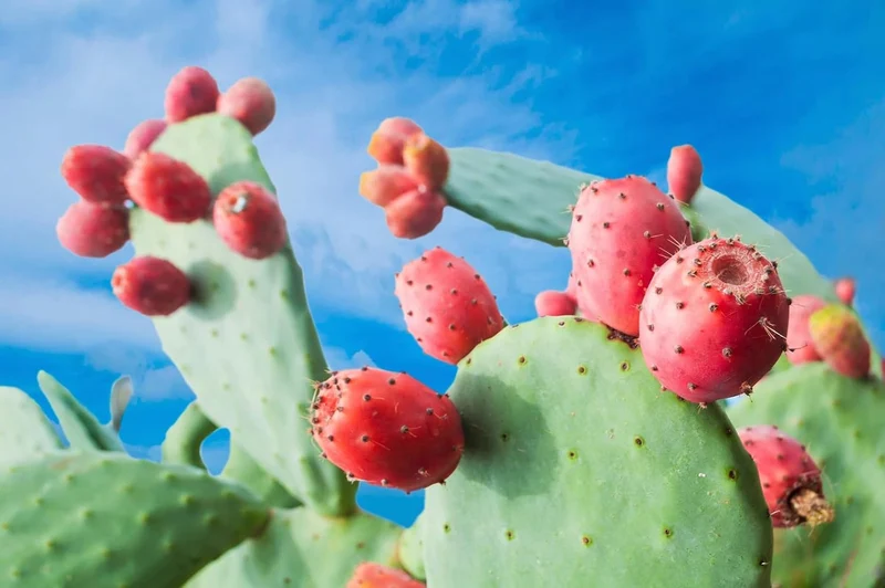 20 Red Cactus Prickly Pear Seeds | Opuntia Ficus Indica Indian Fig Sabras Fruit | Unique Edible Cactus Seeds