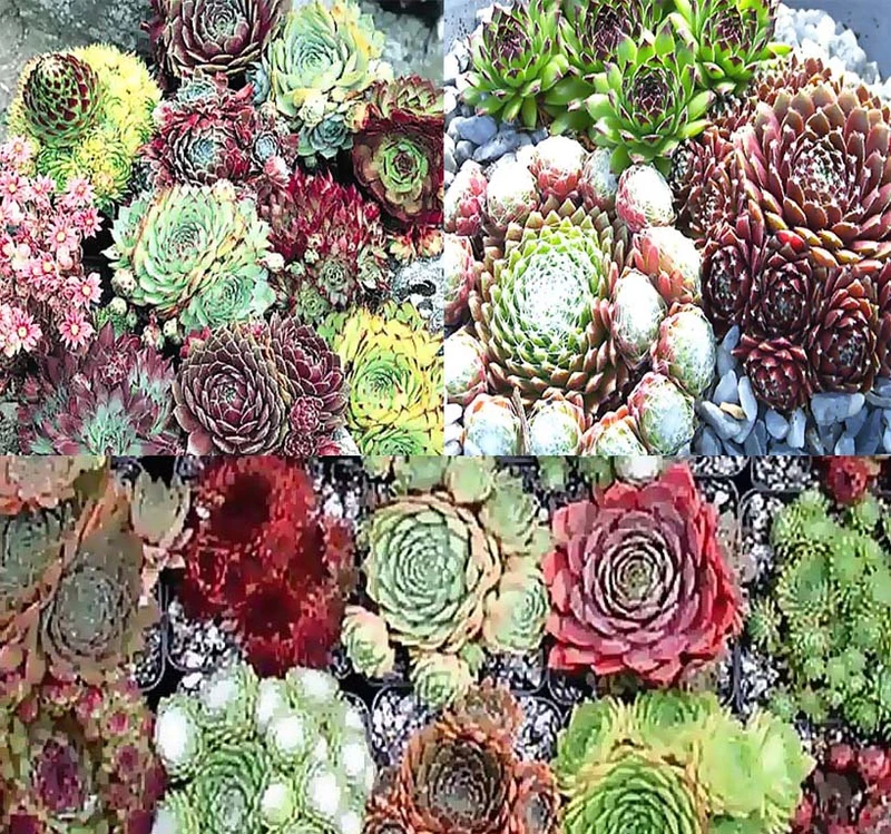 Hens and Chicks Succulent Mix Seeds – Hardy Decorative Plant for Home Garden