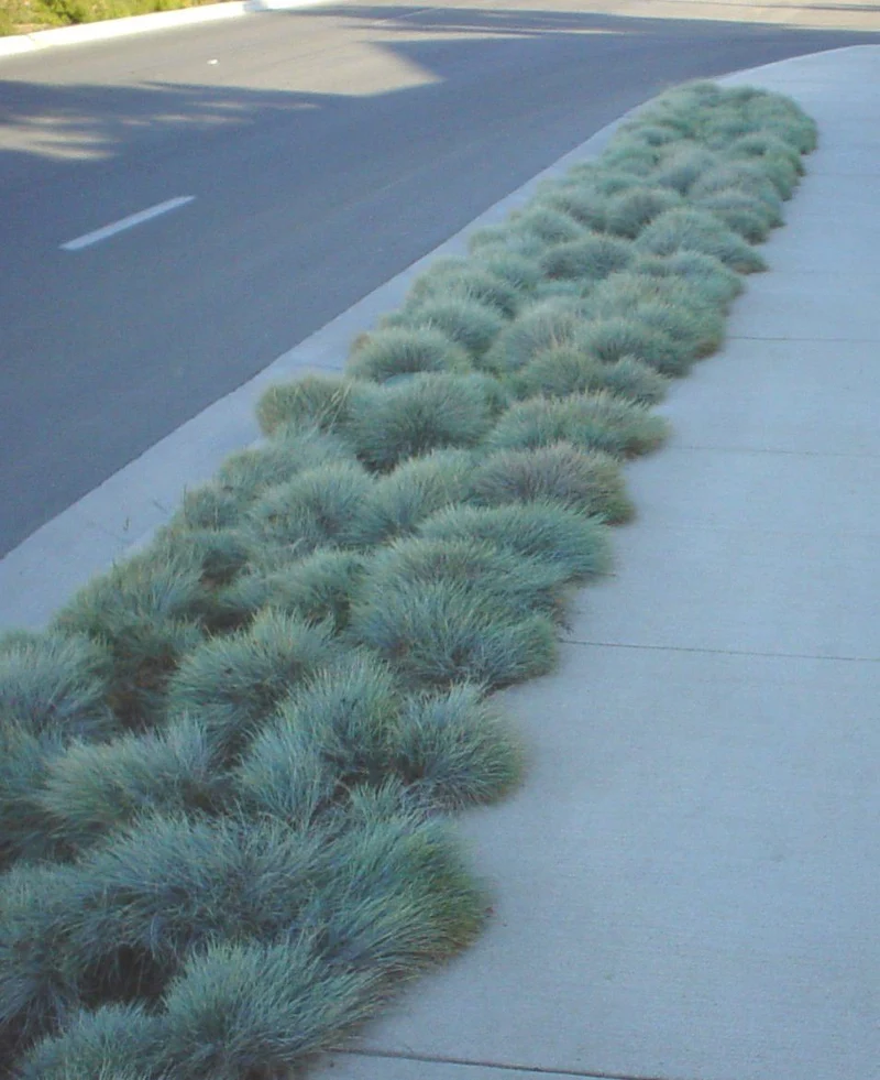 Blue Fescue Grass Seeds – Festuca Perennial Ornamental Grass for Sun or Shade