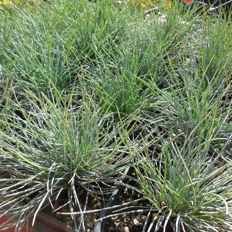 Blue Fescue Grass Seeds – Festuca Perennial Ornamental Grass for Sun or Shade