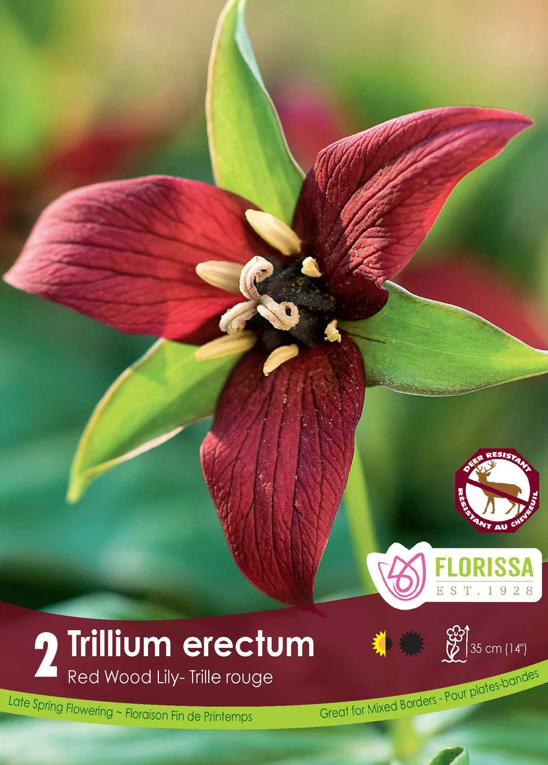 Trille rouge ‘Erectum’ ( Trillium )