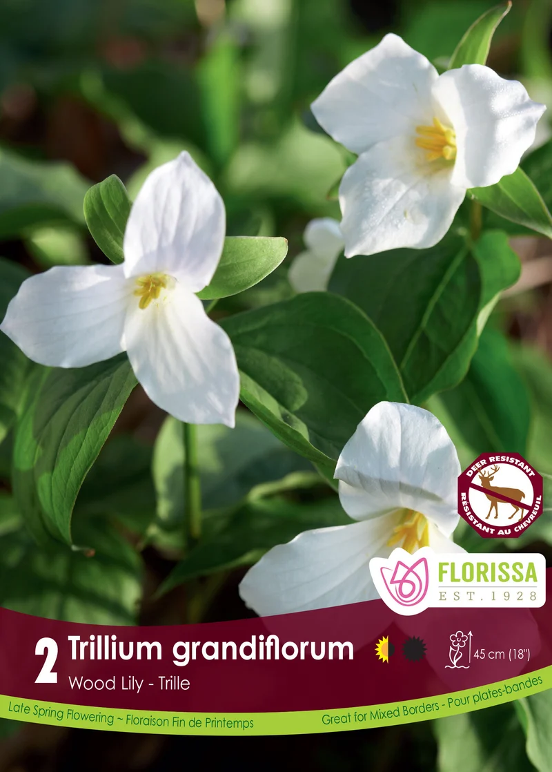 Trille neige ‘Grandiflorum’ ( Trillium )