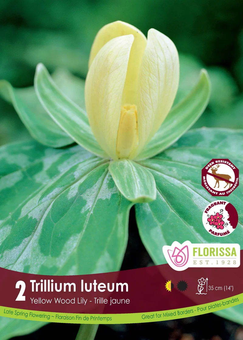Trille jaune ‘Luteum’ ( Trillium )
