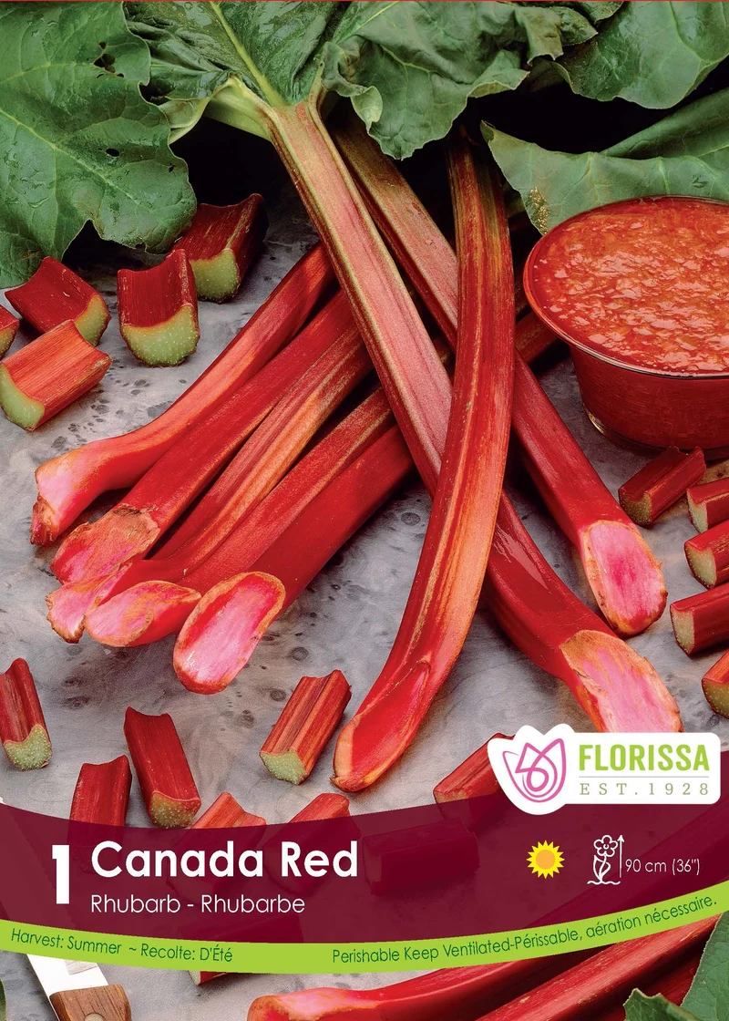 Rhubarbe ‘Canada Red’ ( Rheum )