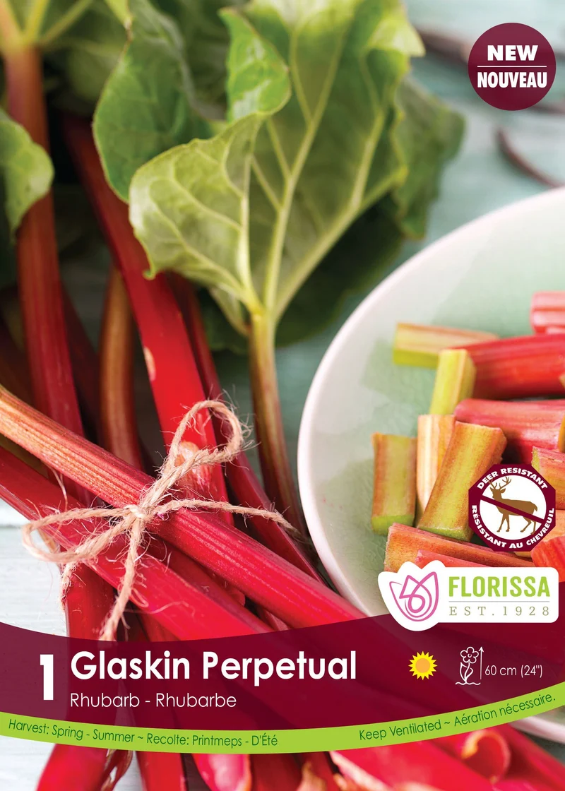 Rhubarbe ‘Glaskin’s Perpetual’ ( Rheum × hybridum ) – 1 plant
