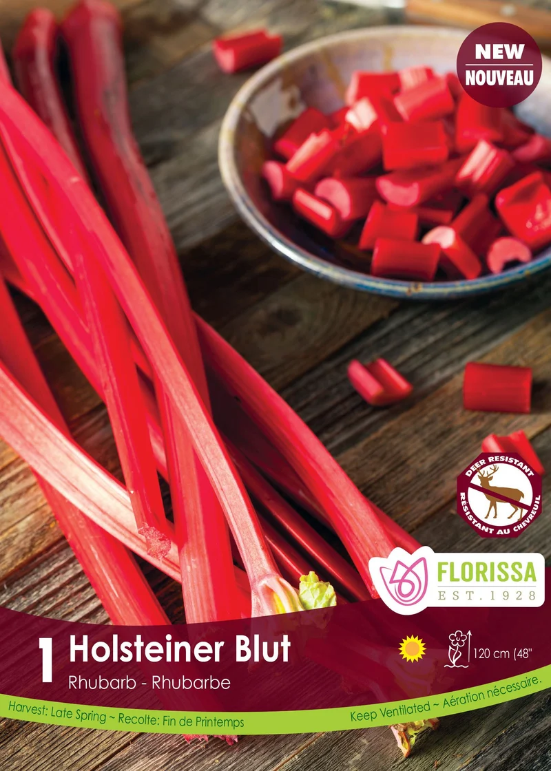 Rhubarbe ‘Holstenier Blut’ (1 plant) ( Rheum )