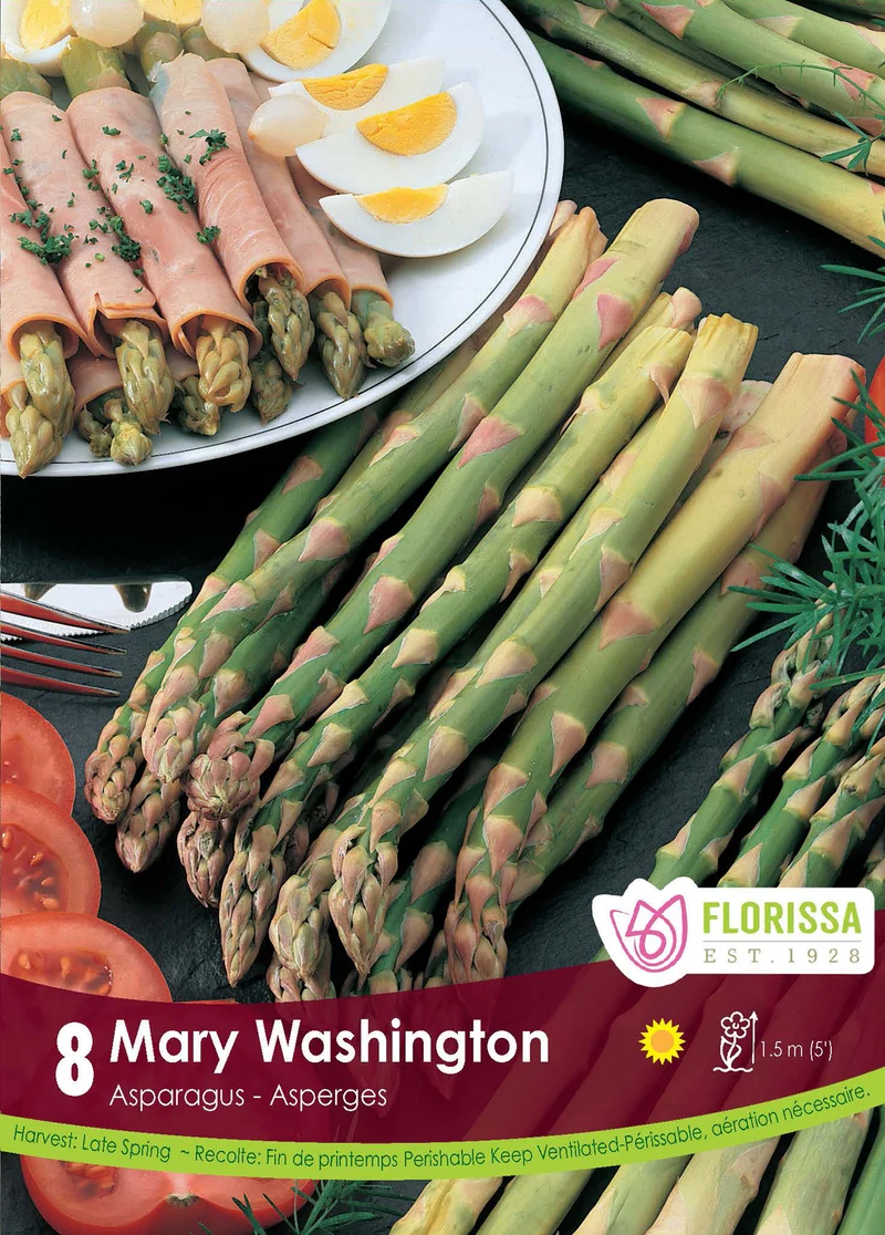 Asperge ‘Mary Washington’ ( Asparagus officinalis )