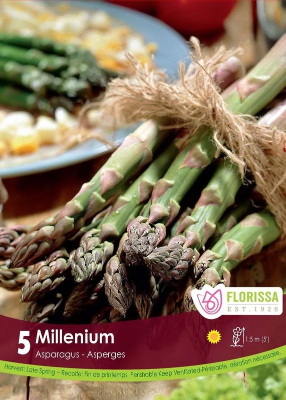 Asperge ‘Millennium’ ( Asparagus officinalis ‘Guelph Millennium’)