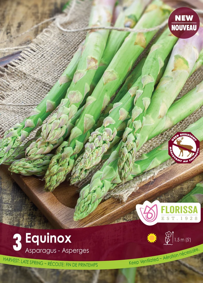 Asperge ‘Équinoxe’ ( Asparagus officinalis ‘Equinox’)