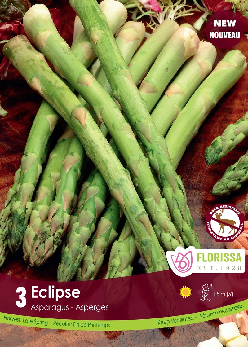 Asperge ‘Éclipse’ ( Asparagus officinalis ‘Eclipse’)