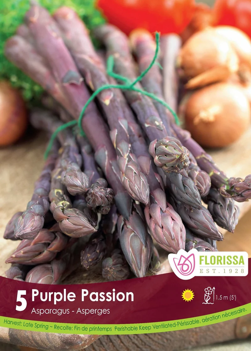 Asperge ‘Purple Passion’ ( Asparagus officinalis )