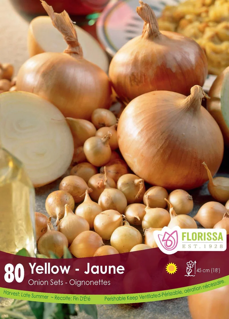 Oignon ‘Jaune’ ( Allium )