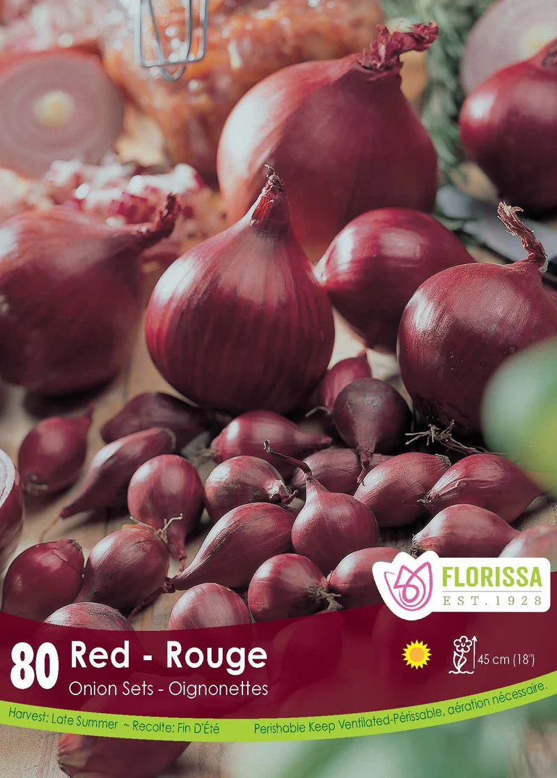 Oignon ‘Rouge’ ( Allium )