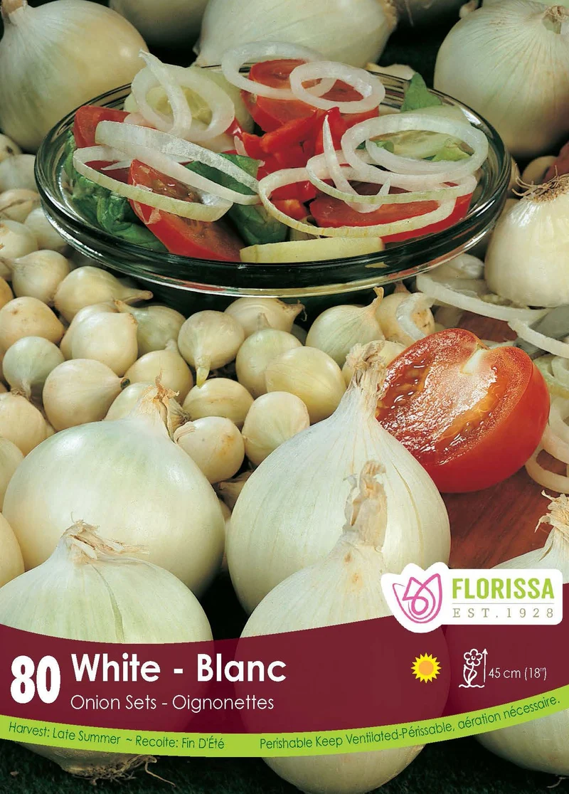 Oignon ‘Blanc’ ( Allium )