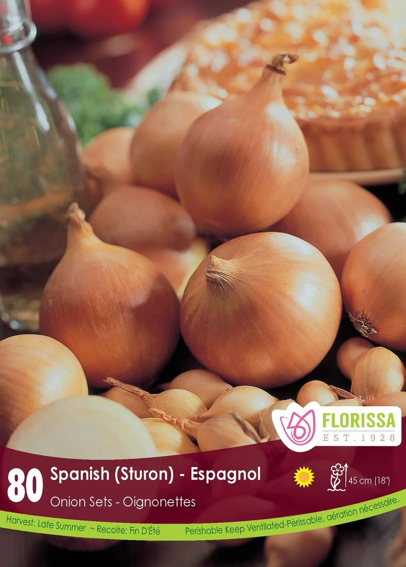 Oignon ‘Espagnol’ ( Allium )
