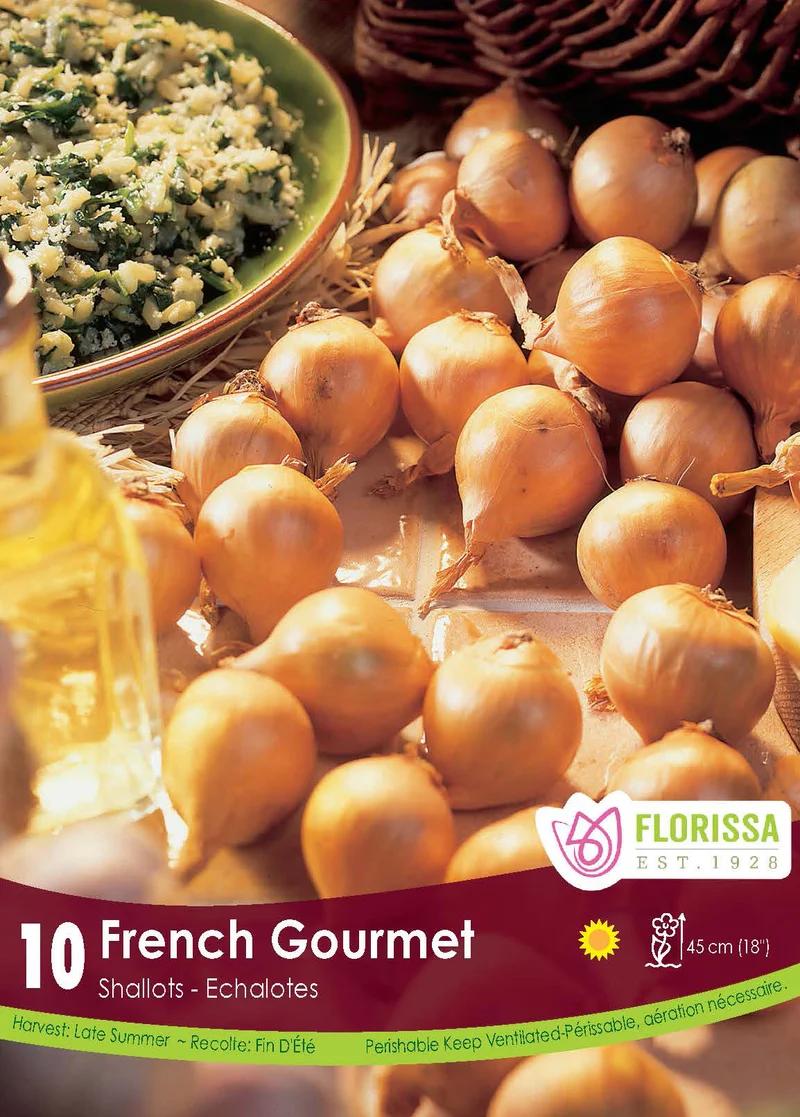 Échalote ‘French Gourmet’ ( Allium cepa Groupe Aggregatum)
