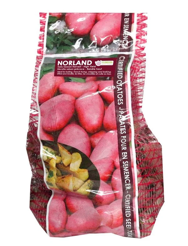 Pomme de terre ‘Norland’ ( Solanum tuberosum )
