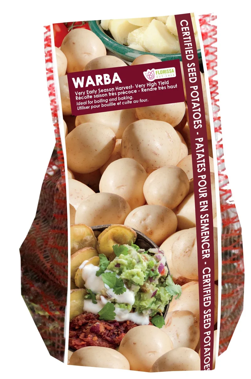 Pomme de terre ‘Warba’ ( Solanum tuberosum )