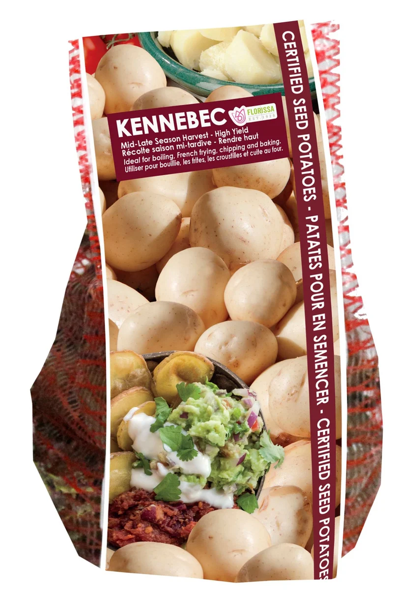 Pomme de terre ‘Kennebec’ ( Solanum tuberosum )